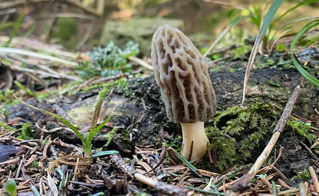 trees and morel mushrooms