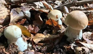 5 Tips to Finding King Boletes