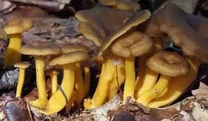 Discovering Yellowfoot Chanterelles