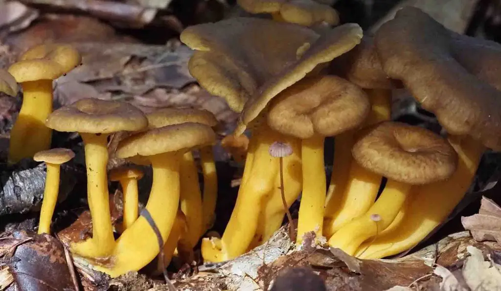 Discovering Yellowfoot Chanterelles