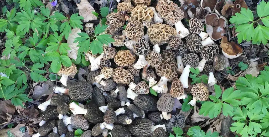 How to Find Morel Mushrooms