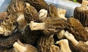 Morel Mushroom Toxicity