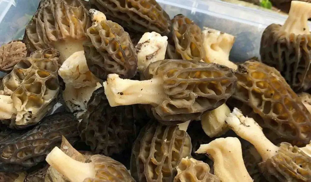 Morel Mushroom Toxicity