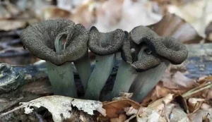 Where to find Black Trumpet mushrooms