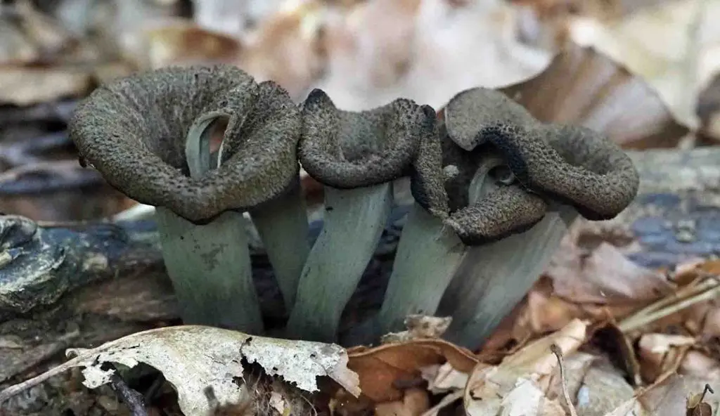 Where to find Black Trumpet mushrooms