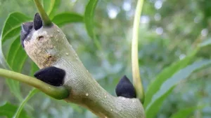 ash trees and morels