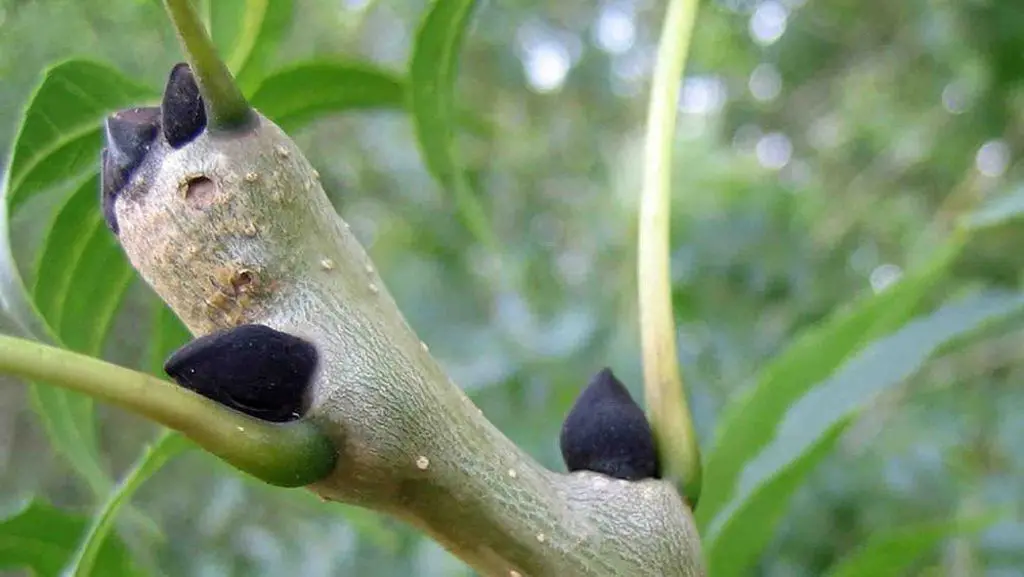 ash trees and morels
