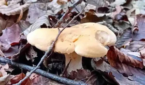 hedgehog mushrooms