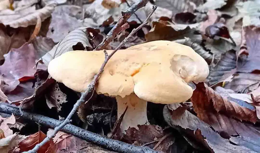 hedgehog mushrooms
