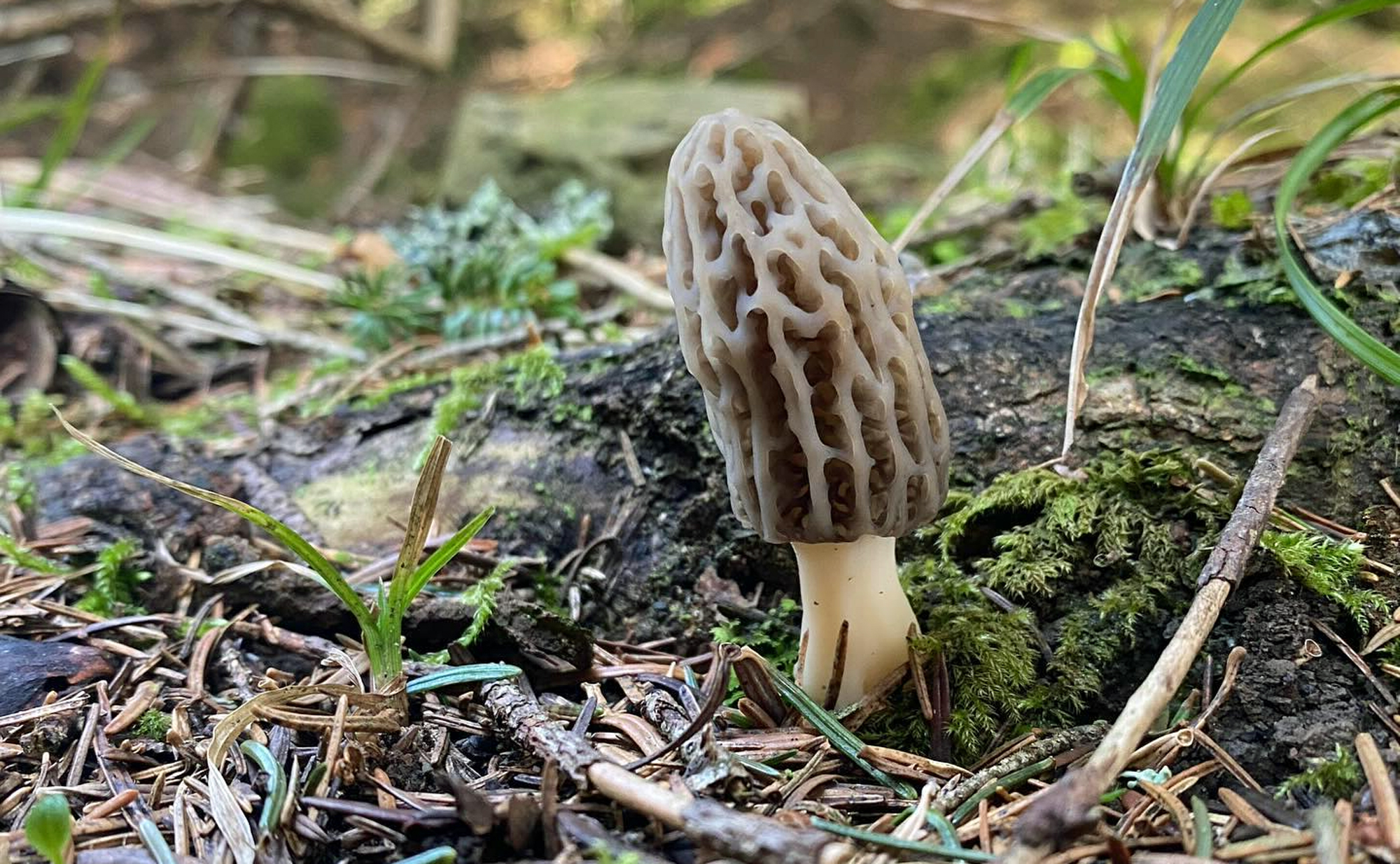 trees and morel mushrooms