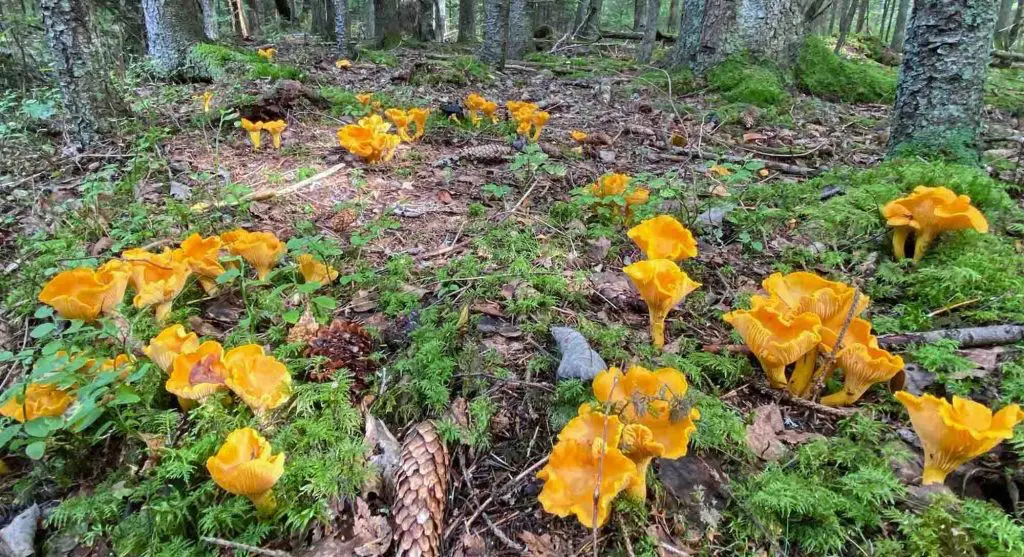 where to find golden chanterelles