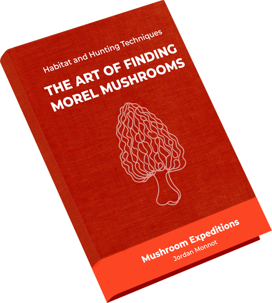 Hunting Guide for Morels